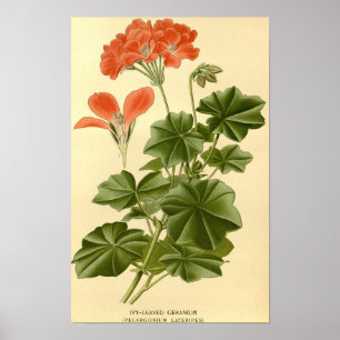 Poster Étude botanique vintage Iv Géranium Leavé Illust