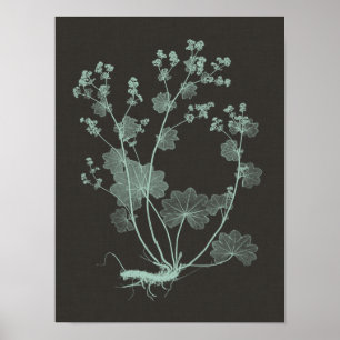 Poster Étude de la nature de la menthe et du charbon de b