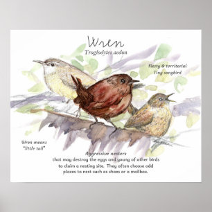 Poster Étude de l'oiseau chanteur Troglodyte Art de la na