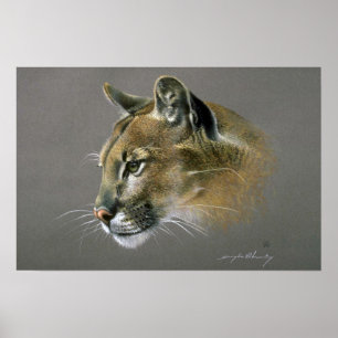 Poster Étude de puma