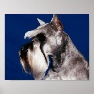 Poster Étude de tête de Schnauzer miniature