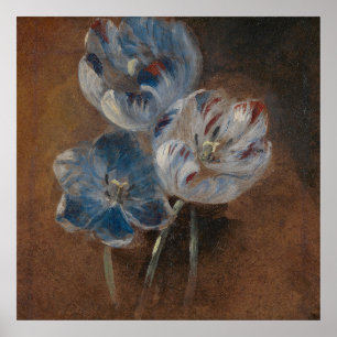 Poster Étude de trois tulipes à perroquets (gendarme attr