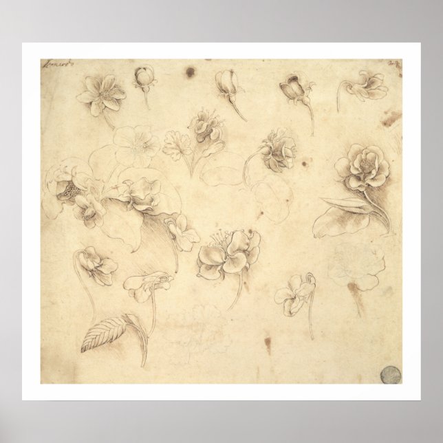 Poster Étude des fleurs des Plantes de l'herbe (Briza M (Devant)