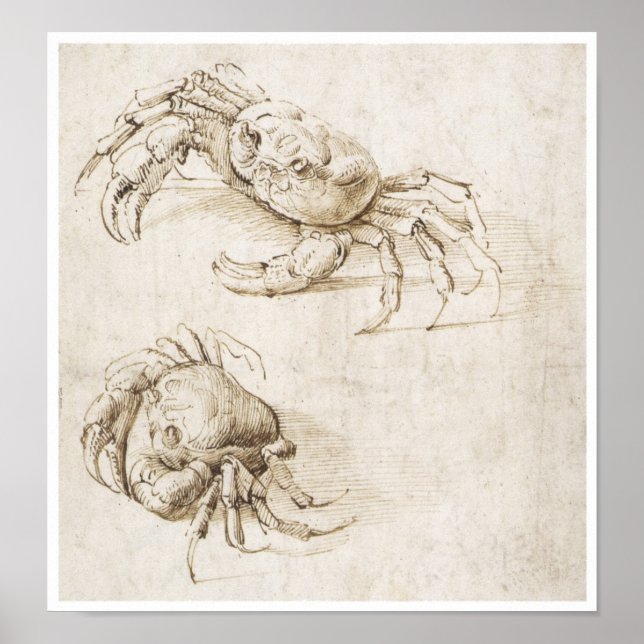 Poster Étude du crabe, Léonard de Vinci (Devant)