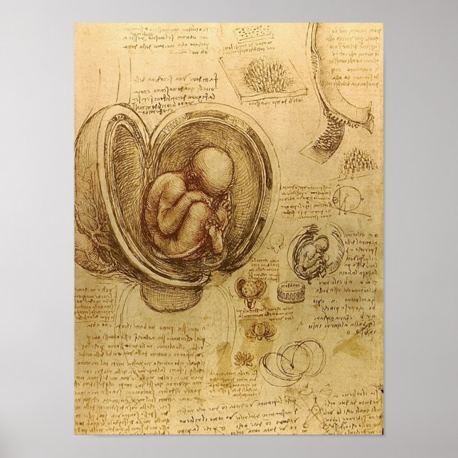 Poster Étude du foetus de bébé par Leonardo da Vinci (Devant)