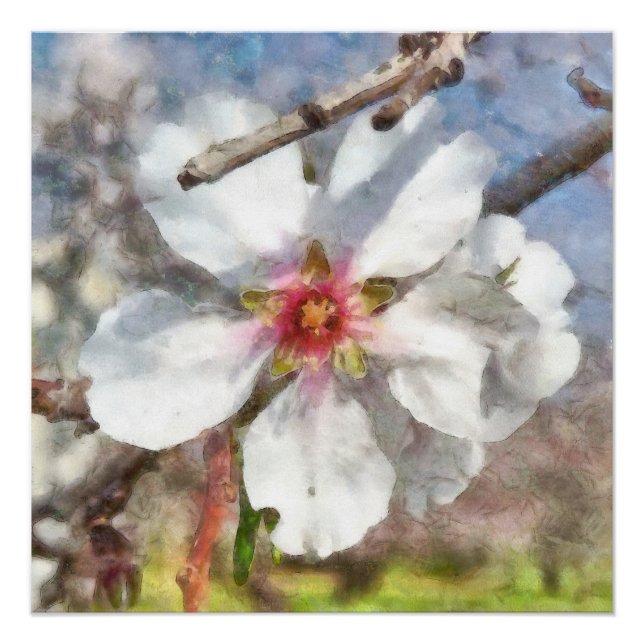 Poster Étude sur la floraison des amandes Peinture aquare (Devant)