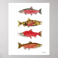 Etudes aquarelles du Saumon