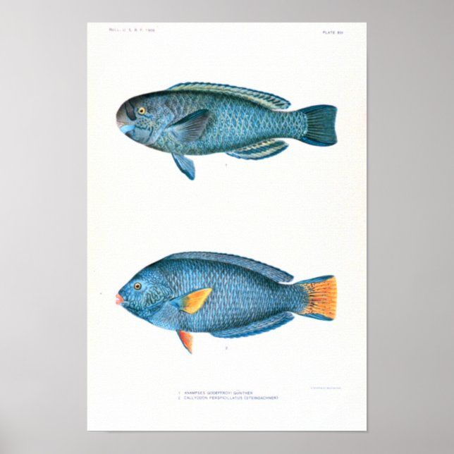 Poster Études scientifiques sur le poisson (Devant)