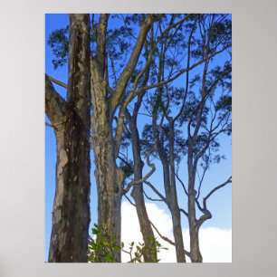 Poster Eucalyptus