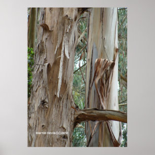 Poster Eucalyptus Bark