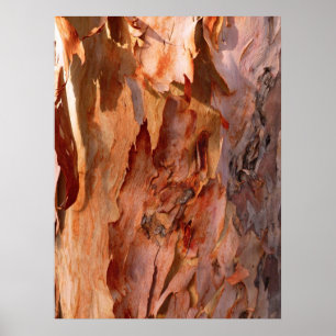 Poster Eucalyptus Bark
