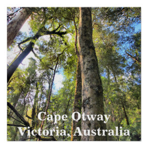 Poster Eucalyptus gommiers de la forêt pluviale australie