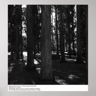 Poster Eucalyptus Grove, UC Berkeley, 1967