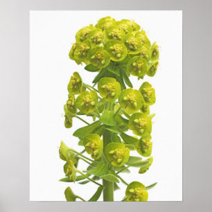 Poster Euphorbia