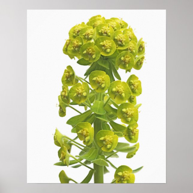 Poster Euphorbia (Devant)