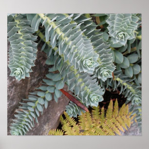 Poster Euphorbia Myrsinites (Myrtle Spurge)