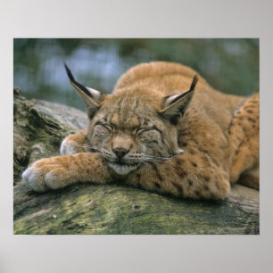 Poster Europ�_ischer Luchs, Eurasischer Luchs (Lynx