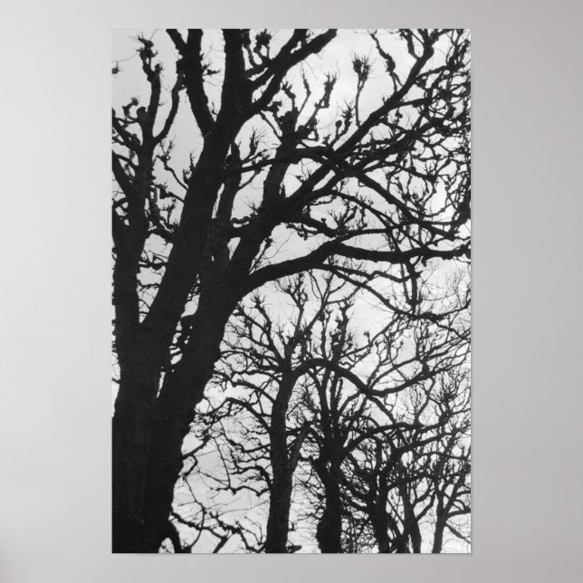 Poster Europe, France, Paris. Les arbres d'hiver, Marco (Devant)
