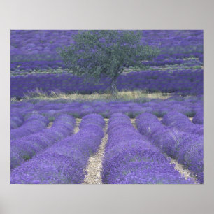 Poster Europe, France, Provence, Sault, Champs Lavande 2