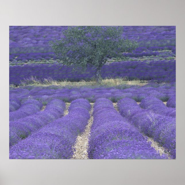 Poster Europe, France, Provence, Sault, Champs Lavande 2 (Devant)