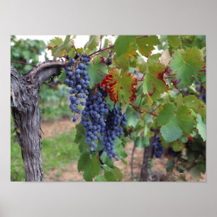 Poster Europe, France, Roussillon. Vignobles, avec
