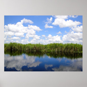 Poster Everglades