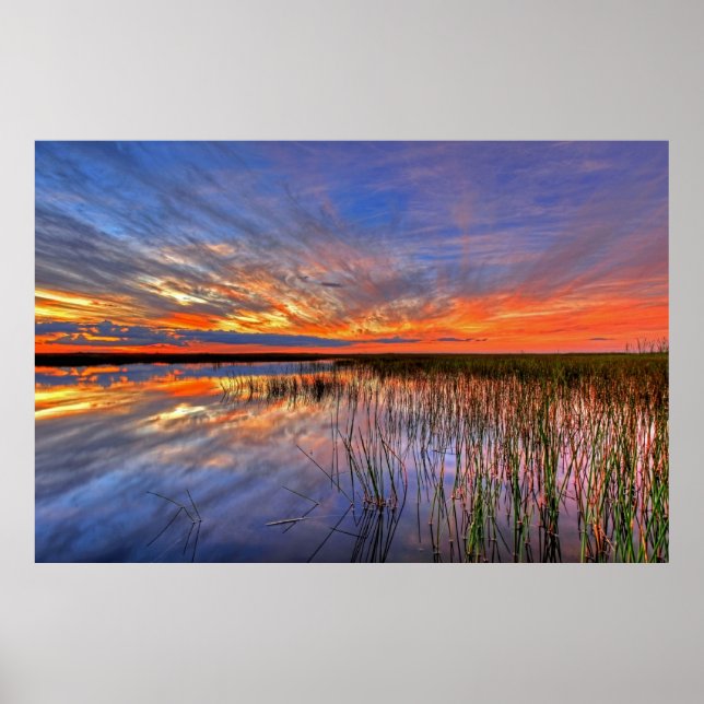 Poster Everglades colorés, Floride, (Devant)