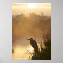 Poster Everglades Great Blue Heron