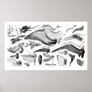 Poster Évolution du vol