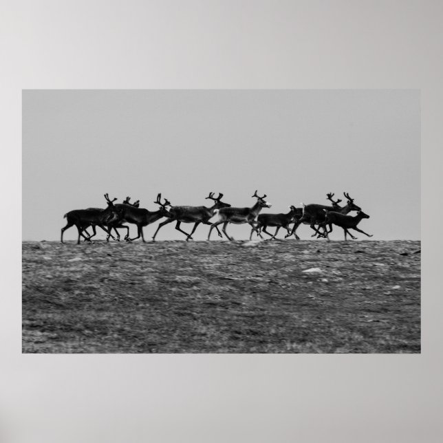 Poster Exécution d'un renne (Devant)