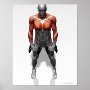 Poster Exercice droit de rangée