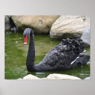 Poster Exotic Black Swan