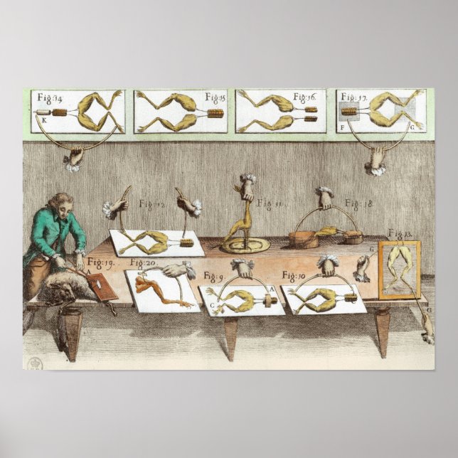 Poster Expérience sur les grenouilles (Devant)