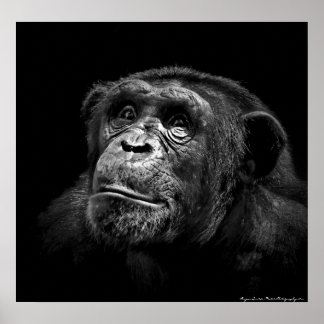 Poster "Exposition captive" Faune Chimp Portrait