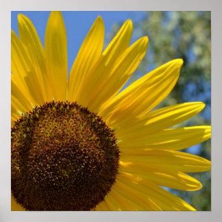 Poster Express Love Sunflower