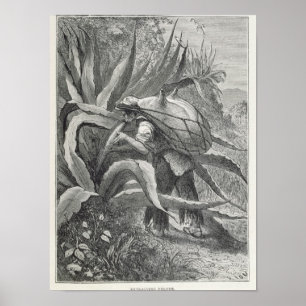 Poster Extraction du pulque