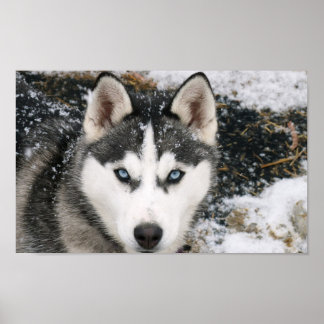 Poster Extraordinaire Husky