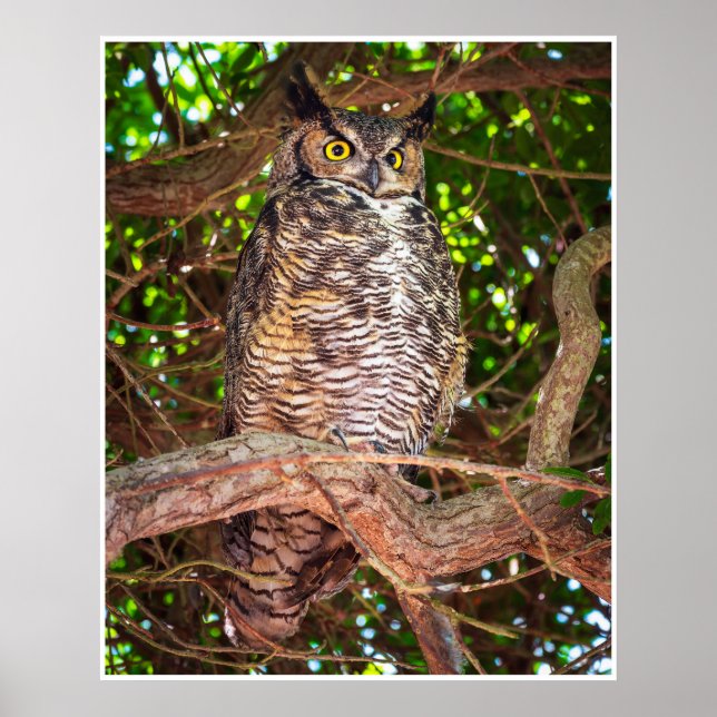 Poster Eyes of the Night: Great Horned Owl (Devant)