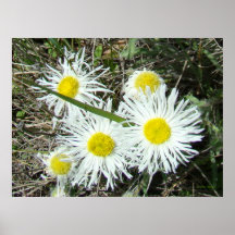 F10 Fleurs sauvages blanches Erigeron caespitosum