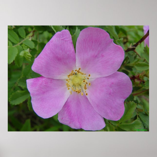 Poster F11 Rose sauvage des Prairies "Rosa arkansana" (Devant)