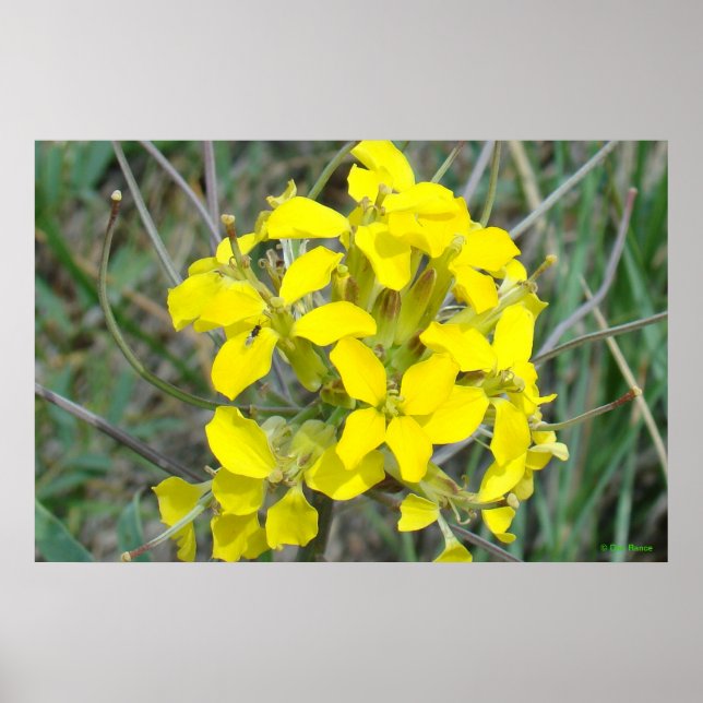 Poster F14 Petits Fleurs sauvages jaunes (Devant)