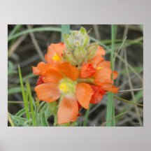 F40 Fleurs sauvages orange Malope à fleurs rouges