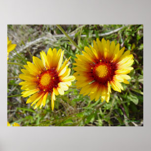 Poster F8 Jaune Gaillarde Fleur Sauvage