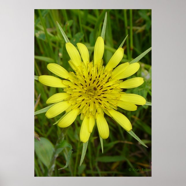 Poster F9 Barbe de chèvre Fleur sauvage jaune (Devant)