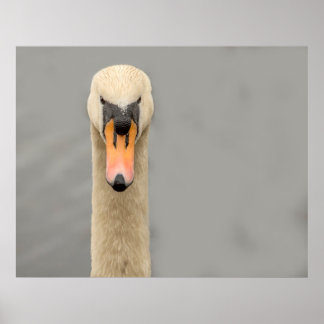 Poster Face de cygne