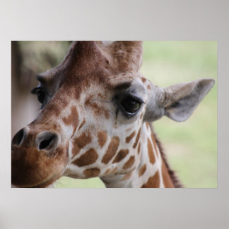 Poster Face de girafe adorable