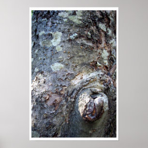 Poster Face de l'ours dans l'arbre