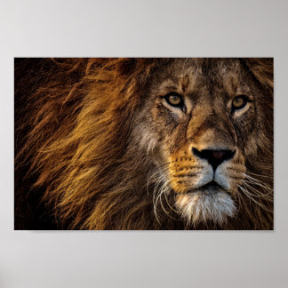 Poster Face du lion