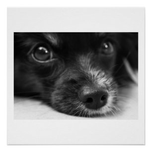 Poster face papillon