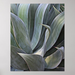 Poster Faded Succulant Details, 2017